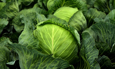 김장 절임배추 마트별 가격 비교(24년 11월14일 기준)