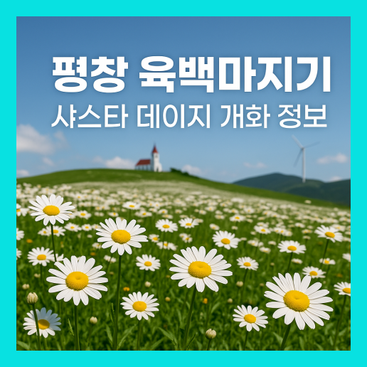 평창 육백마지기 데이지 2025