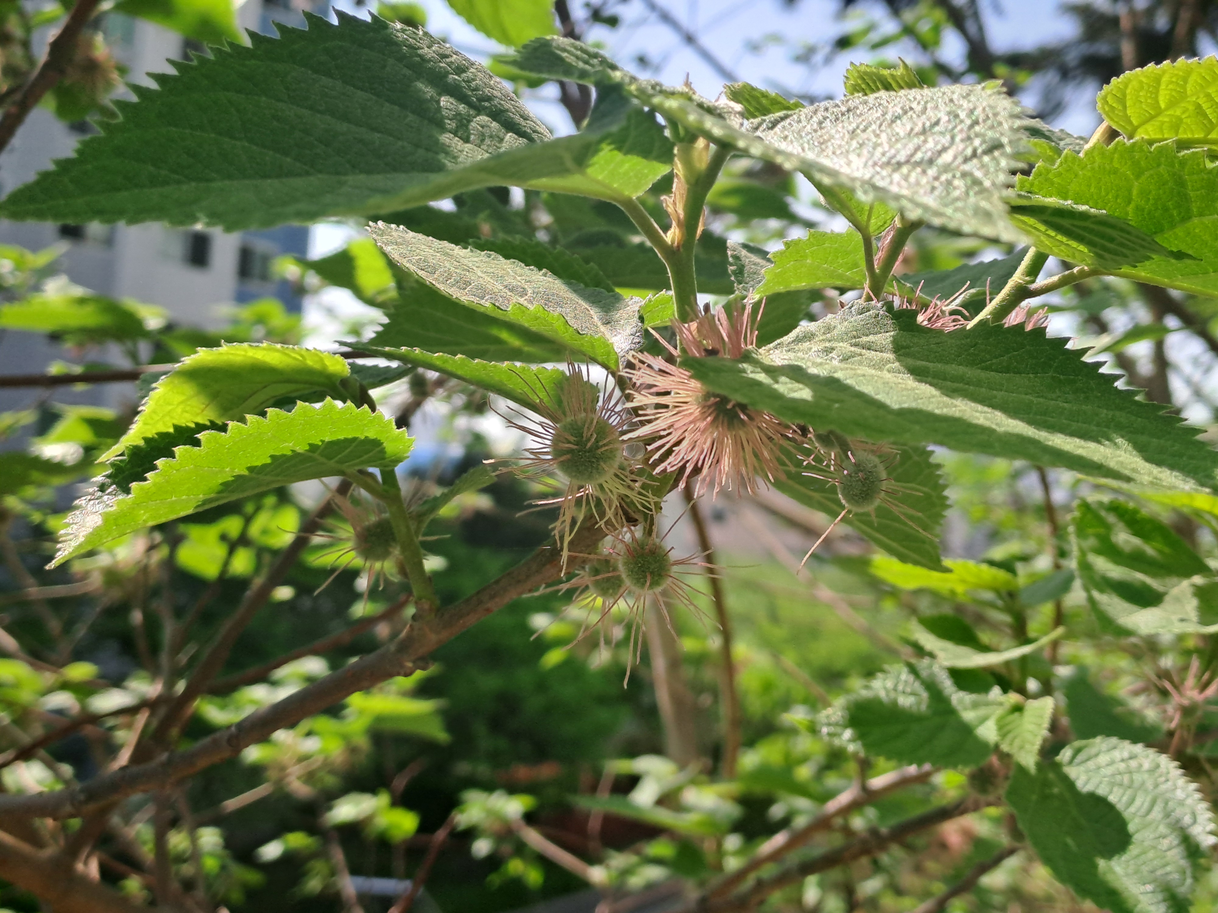 꾸지나무 열매