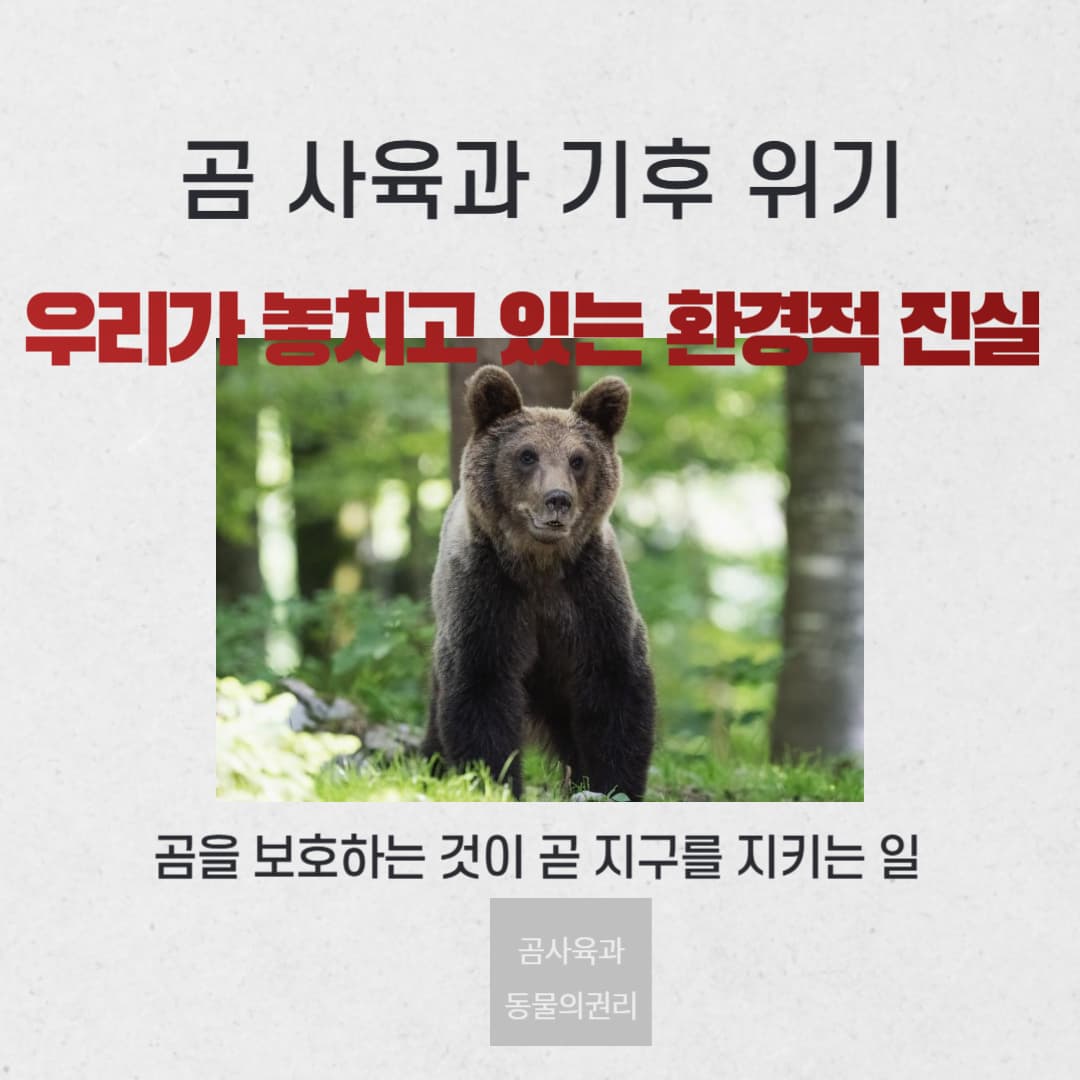 곰 사육과 기후 위기, 우리가 놓치고 있는 환경적 진실