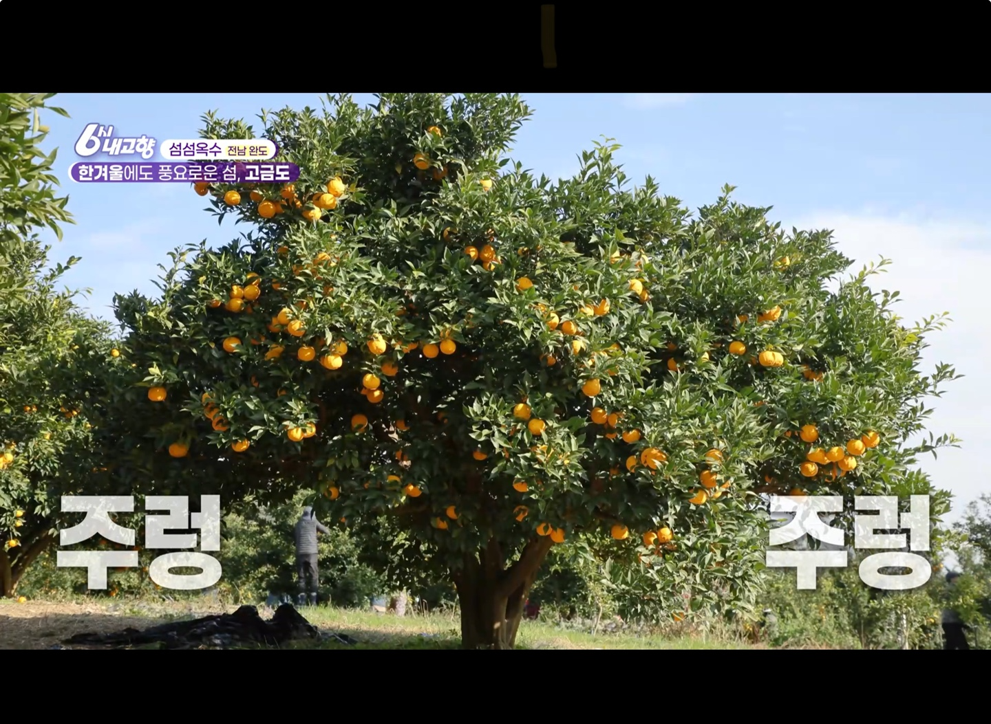 2024년 12월 5일 6시 내고향 전남 완도 유자, 김 양식, 굴 요리는 어디?