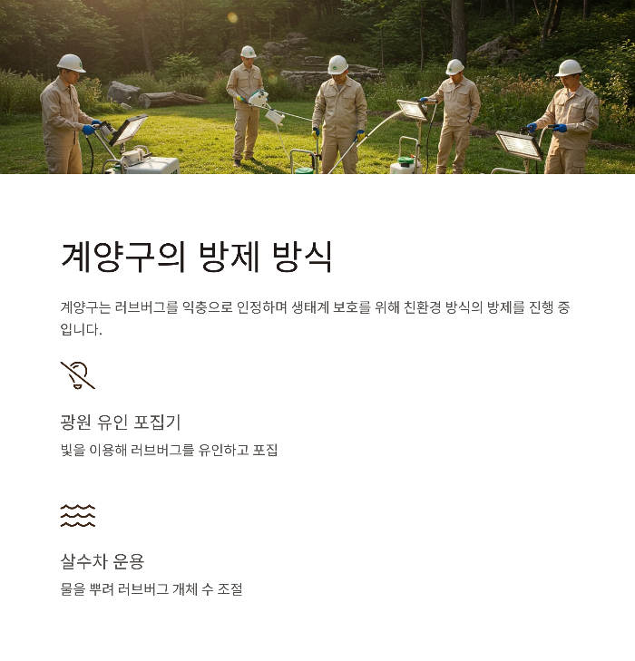 계양산 러브버그 출몰 시기