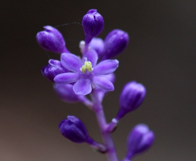 가을에 피는 꽃 토끼풀-맥문동꽃