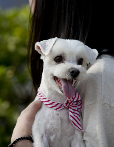 사람에게 안겨있는 강아지 이미지