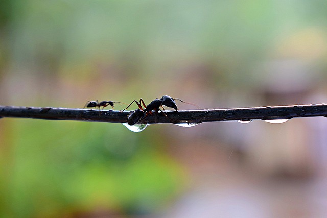 개미들은 말없이 소통한다? – 화학 신호의 세계