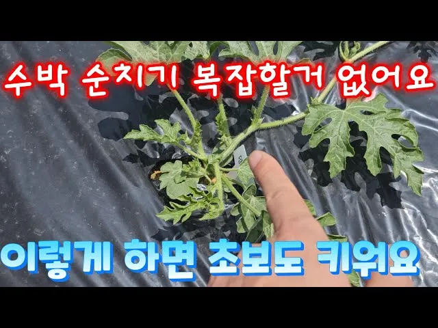초보 수박 순치기 열매 크게 키우는 방법_5