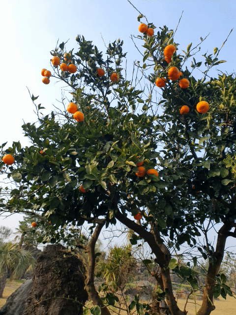 제주 수망다원 카페 주차장 옆에 있는 귤나무?