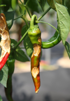 장마 대비 고추 농사 탄저병 방제 방법, 농약 추천(모두싹, 코프로싹S, 고추탄)