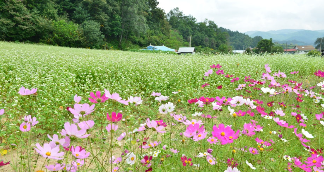 봉평효석문화마을