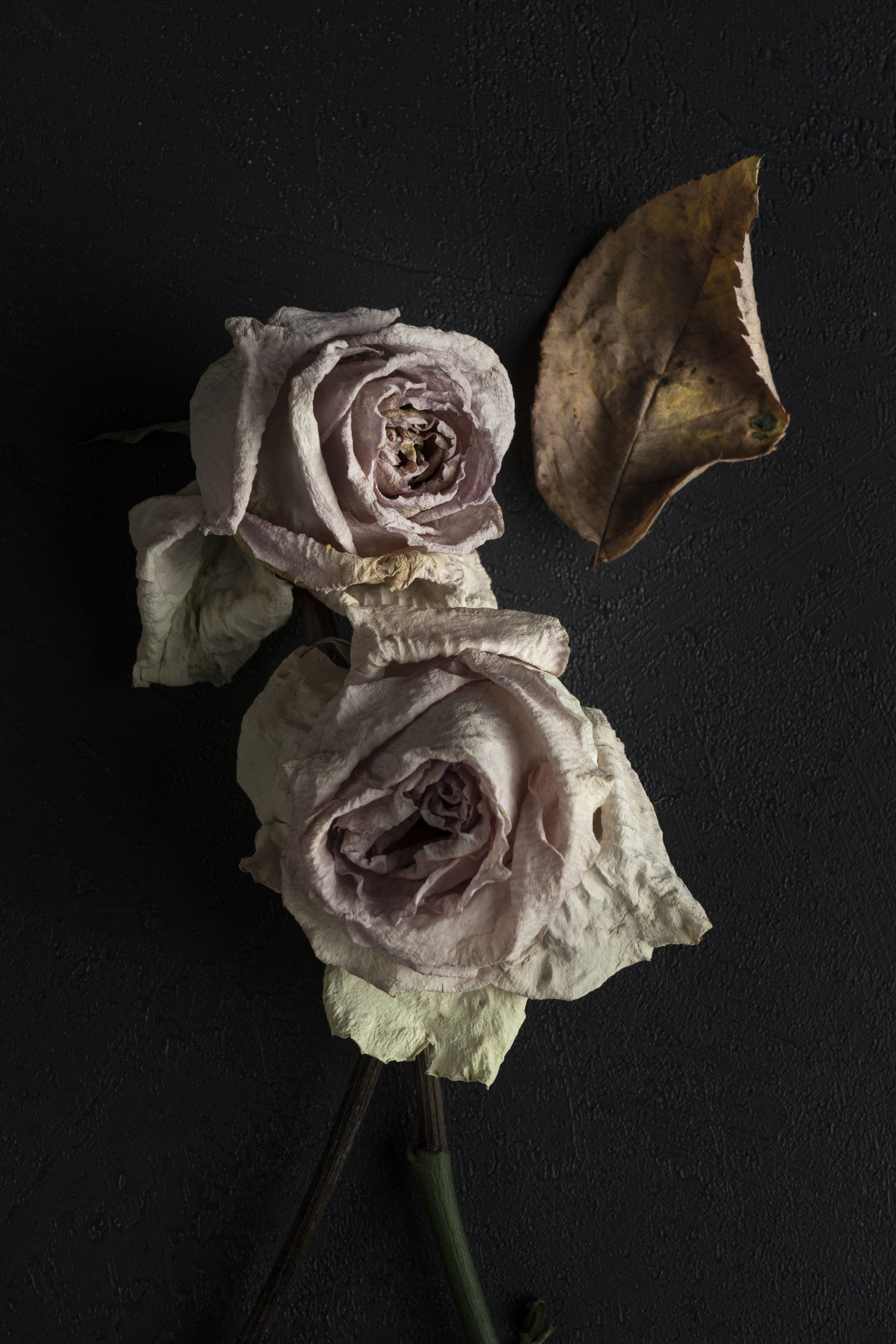 말린 장미와 잎사귀 정물 사진