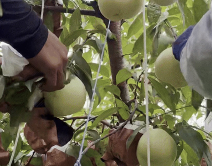 함양-설도-복숭아