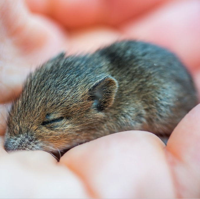 2023년 쥐띠 운세