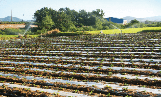 해남 절임배추 20kg 사전예약 가격비교