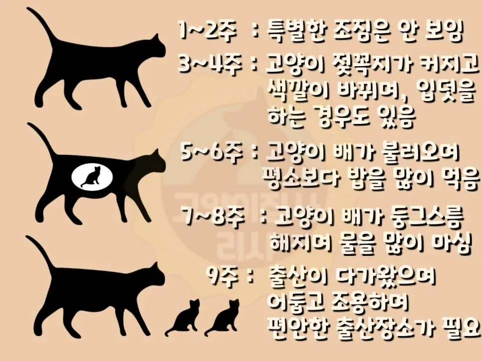 고양이 임신 기간 주기 가능나이 배모양_5