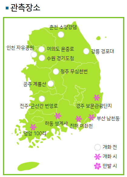 벚꽃 개화 현황 실시간 벚꽃 축제 추천
