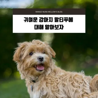 말티푸 단점 장점 성견 크기 분양가격_30