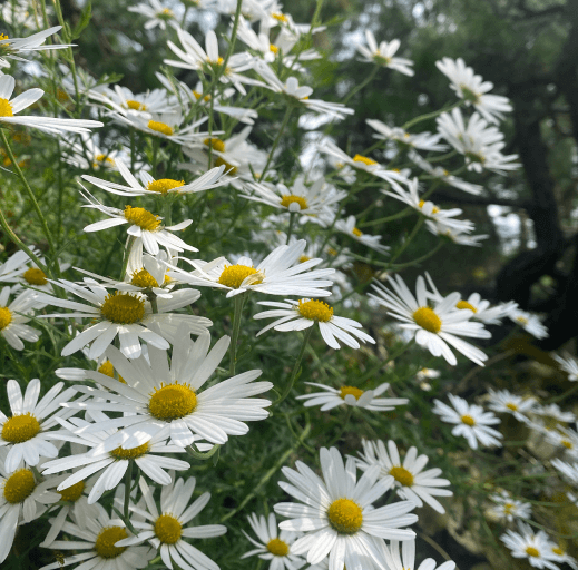 화담숲 전경사진