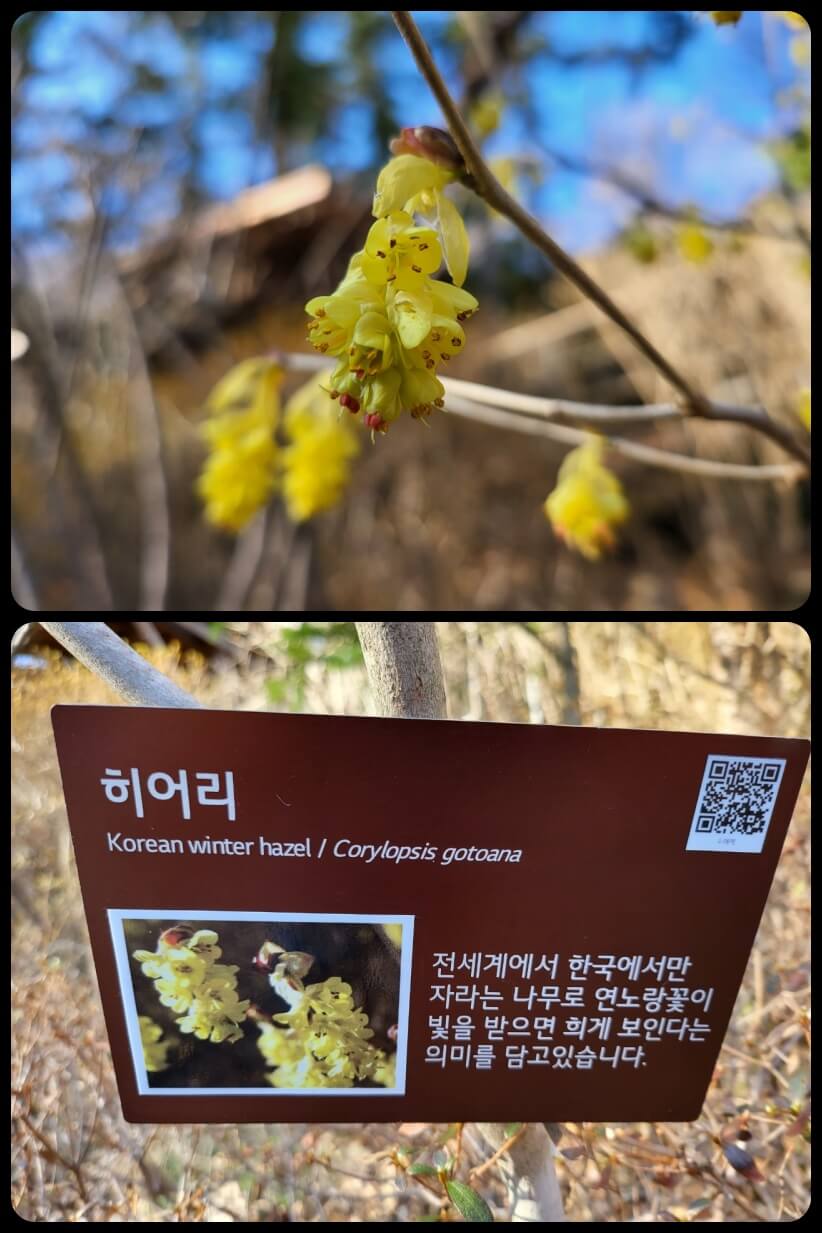 히어리
