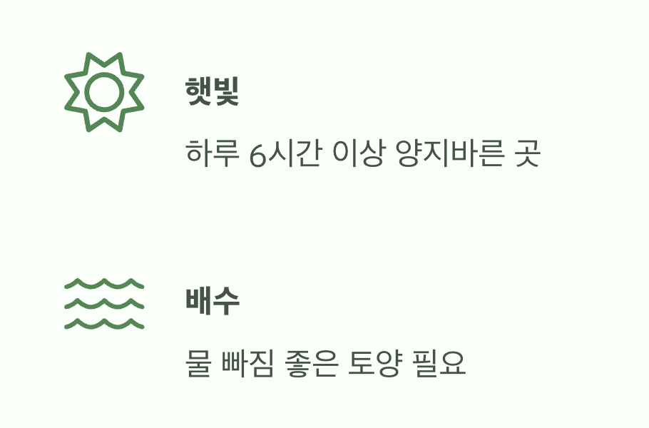 햇빛을 사랑하는 나무, 키우기 쉬워요!