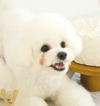 삼성화재 다이렉트 펫보험 펫 실비보험