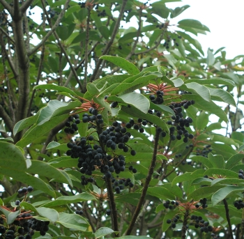 굴거리나무 열매2