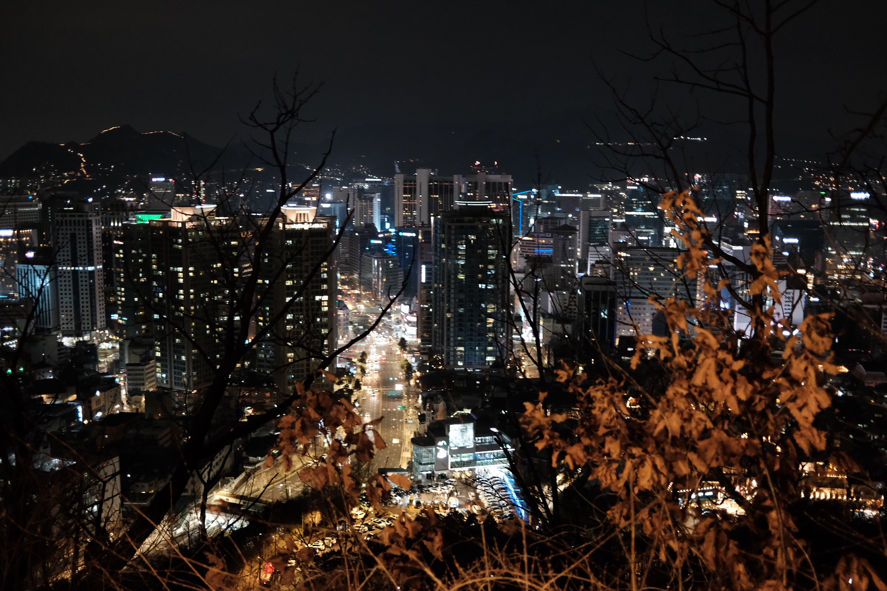 서울 야경과 바스락 거릴 것 같은 나무