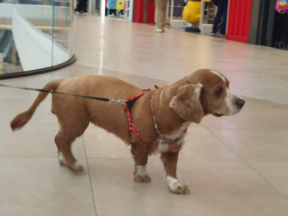 파보바이러스 확인하기