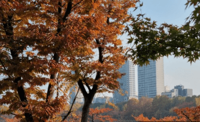 서울근교 단풍 명소 추천