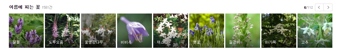 보랏빛 색감이 매력적인 비비추와 붓꽃 등 여름철 그늘 식물