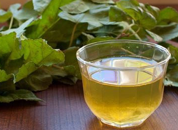 당뇨에-좋은-약초-나무-차-효능