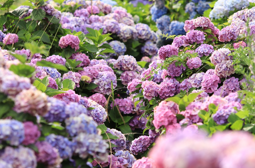 6월에 피는 수국