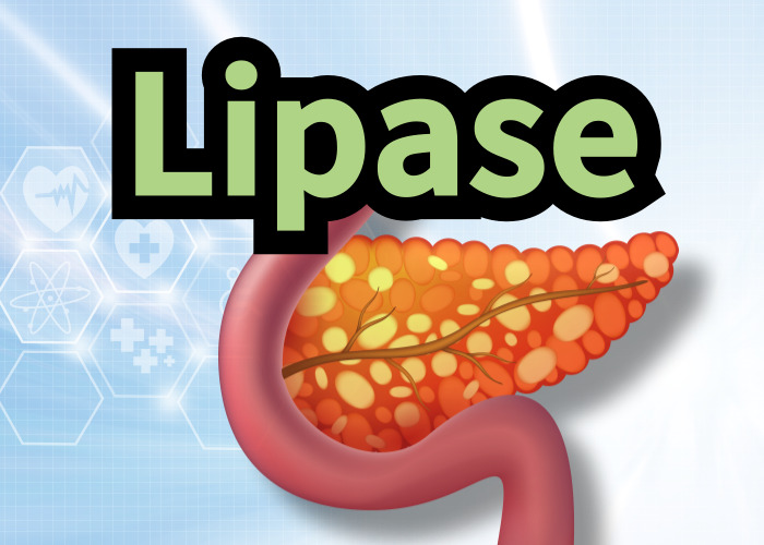 건강한-췌장-모습