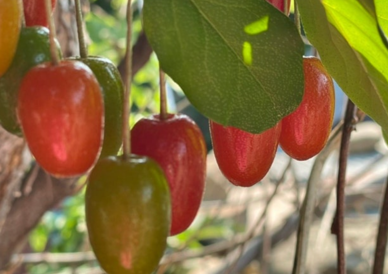 보리수-열매-효능-부작용-하루-섭취량-관련-사진