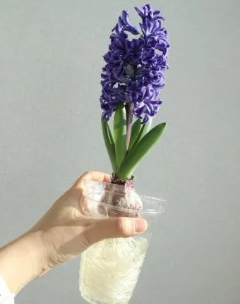 히아신스 꽃말 키우는법 꽃이 지고난 후 수경재배_8