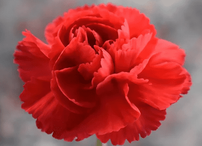 스승의 날 선물