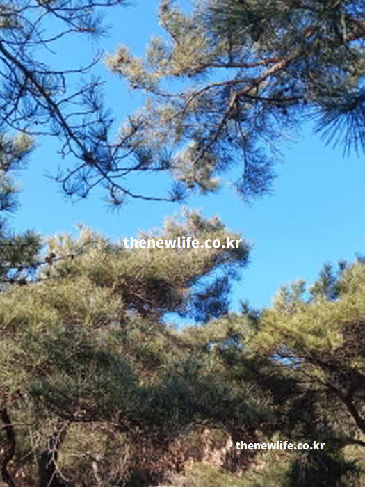 솔잎 효능 당뇨 개선 글리코키닌