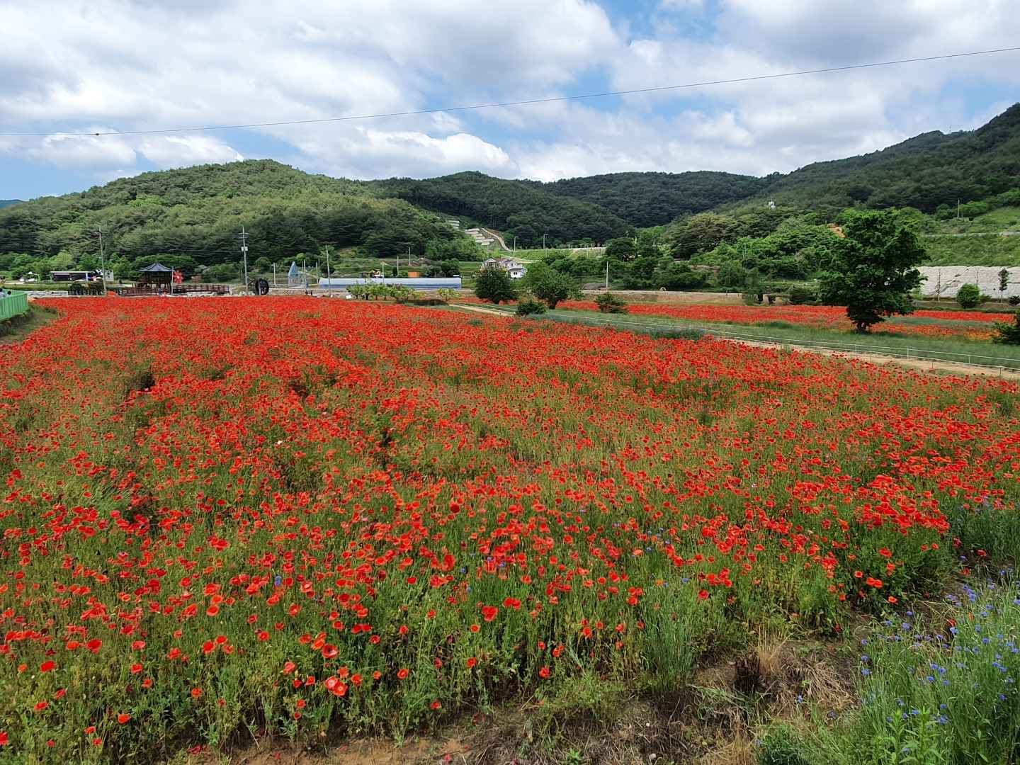 하동 북천 꽃양귀비 축제