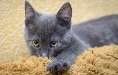 아기 고양이 키우는 법