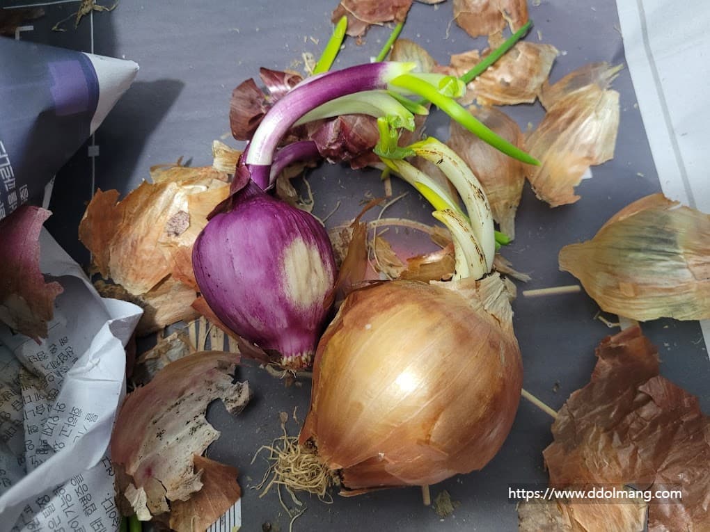 보관중인 양파에 싹이 올라온 모습