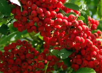 마가목 열매 효능 먹는 법 부작용 포함 10가지 정리_11