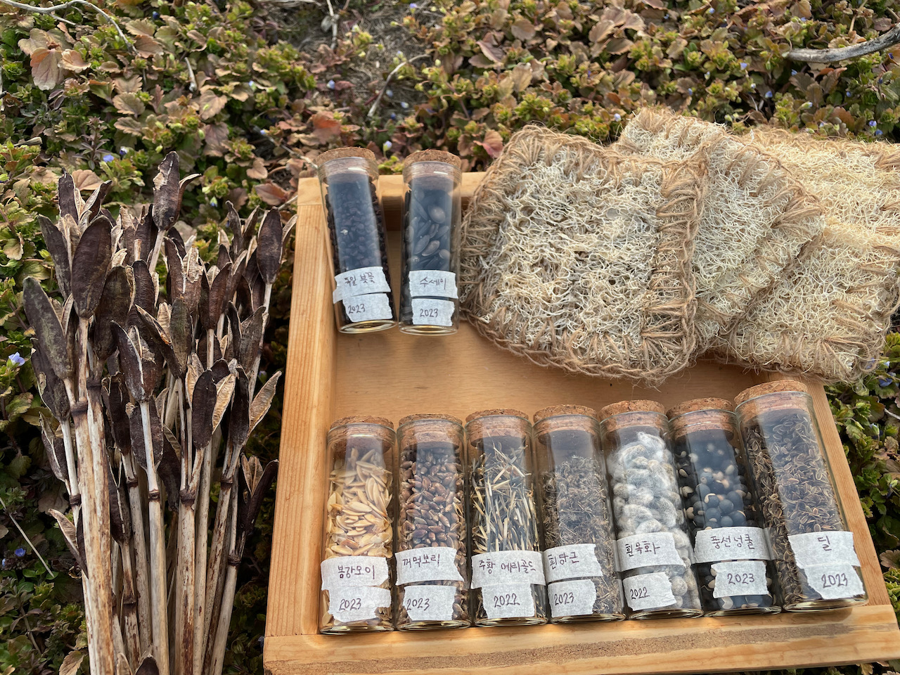 독일붓꽃 꽃대, 수세미 그리고 나눠줄 수 있는 작고 예쁜 씨앗들