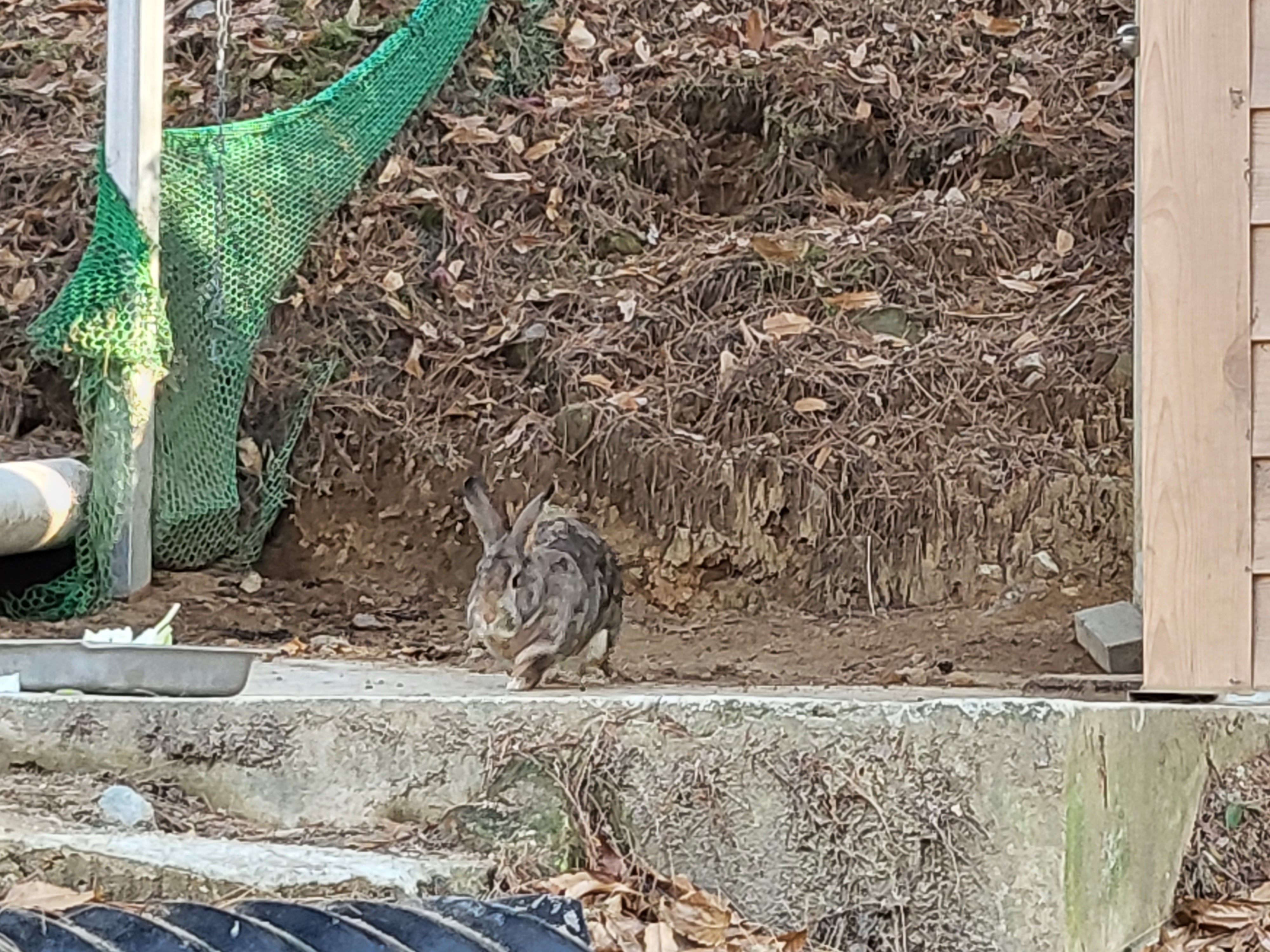 청주 동물원 - 덩치 큰 토끼