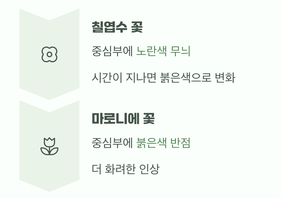 결정적인 차이, '꽃'과 '열매'