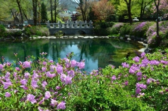 태백 황지연못 봄꽃축제