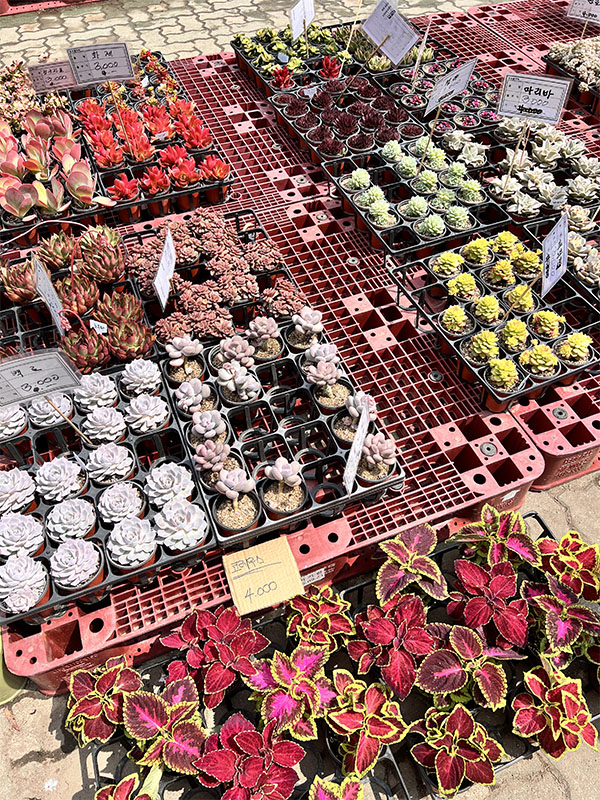 창동 하나로마트에서 판매 중인 다양한 다육&amp;#44; 선인장류