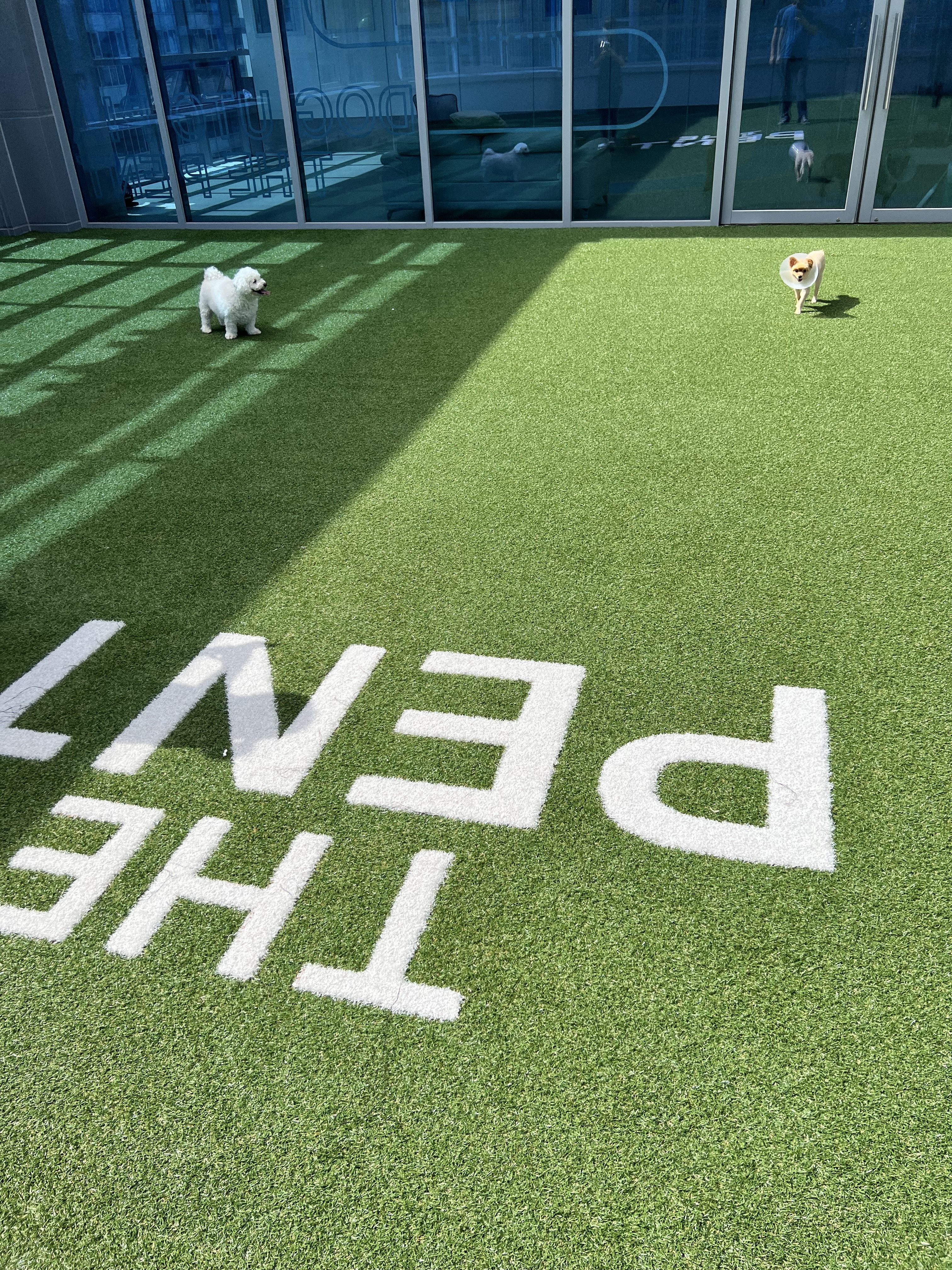 도그유토피아 애견호텔 & 강아지 유치원