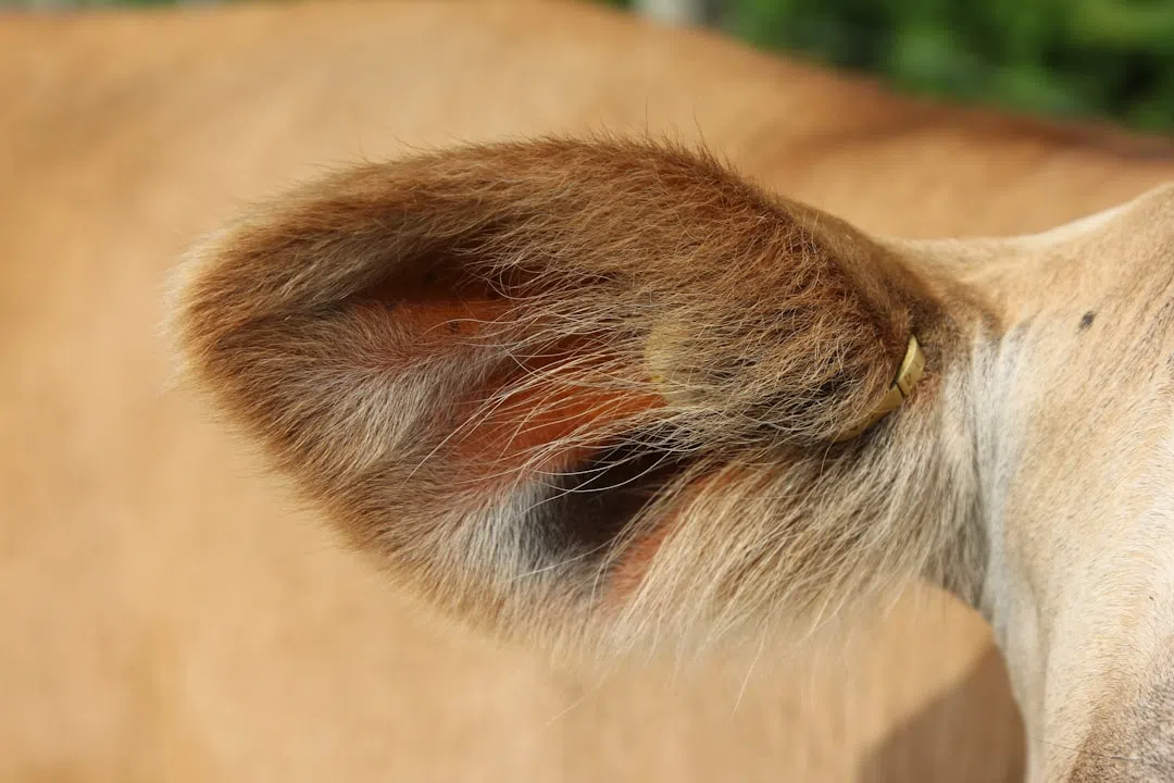 귀 통증-동물 귀 이미지