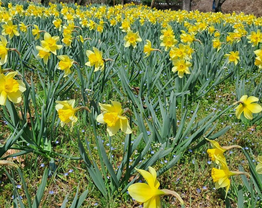 오늘N 수선화정원 안 활짝 핀 수선화