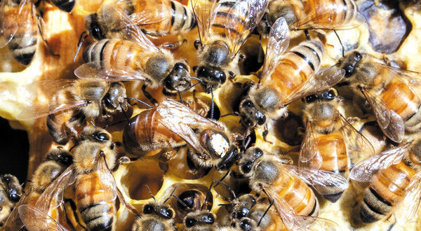 꿀벌이 사라지면 어떻게 될까? 관련 사진