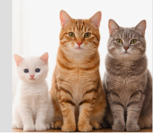 반려동물과 함께하는 인테리어